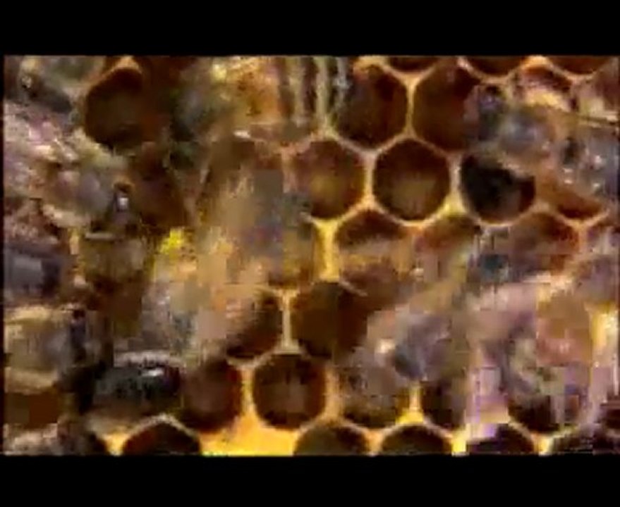 RADIO SYMPA : MIEL, LE MAGAZZZZZINE DES ABEILLES