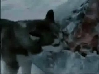 Bu Videodan Sonra Bir Su için