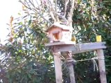 Petits oiseaux 004