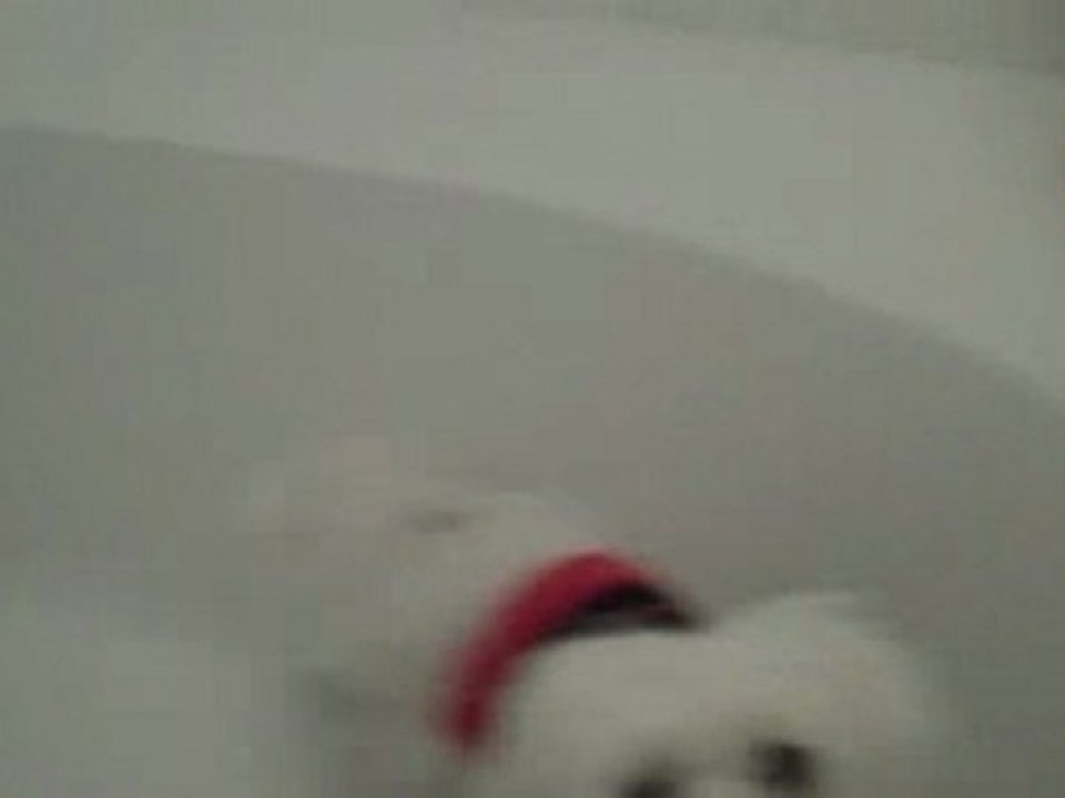 shower dog