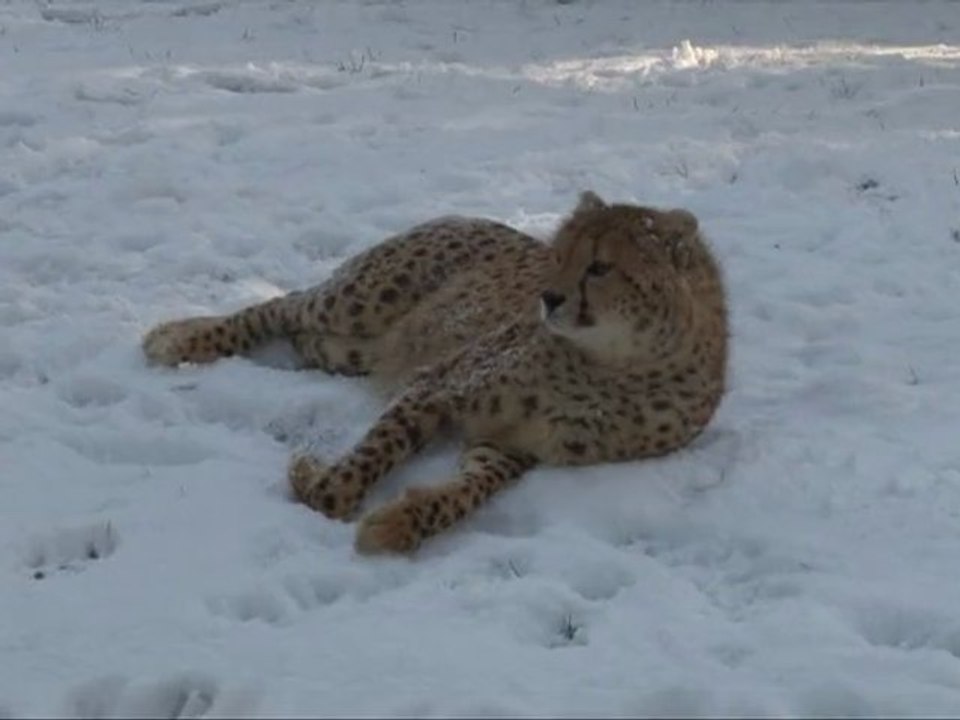 Le zoo sous la neige