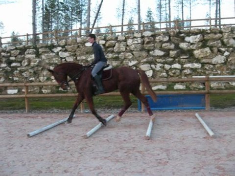 Poulain sur les barre au sol au trot 6/01/10