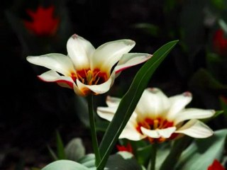 UĞUR IŞILAK - OLMAK İÇİN