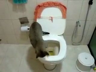 Kedi ve Tuvalet Adabı