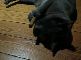 Video coquine entre un chat et un couteau - episode 2