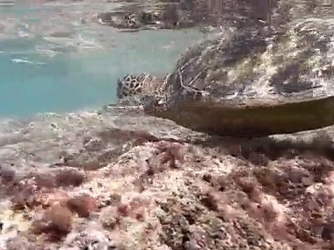 Hawaii Oahu, Hanauma Bay, Turtle & fish 12:09