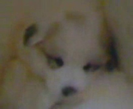 chot patou du haras de Chante-Neige