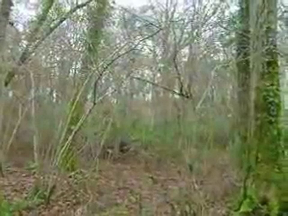 Chasse à la bécasse avec Douma (18 mois)