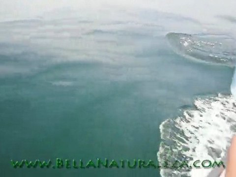 Delfines En El Mar l Dolphins