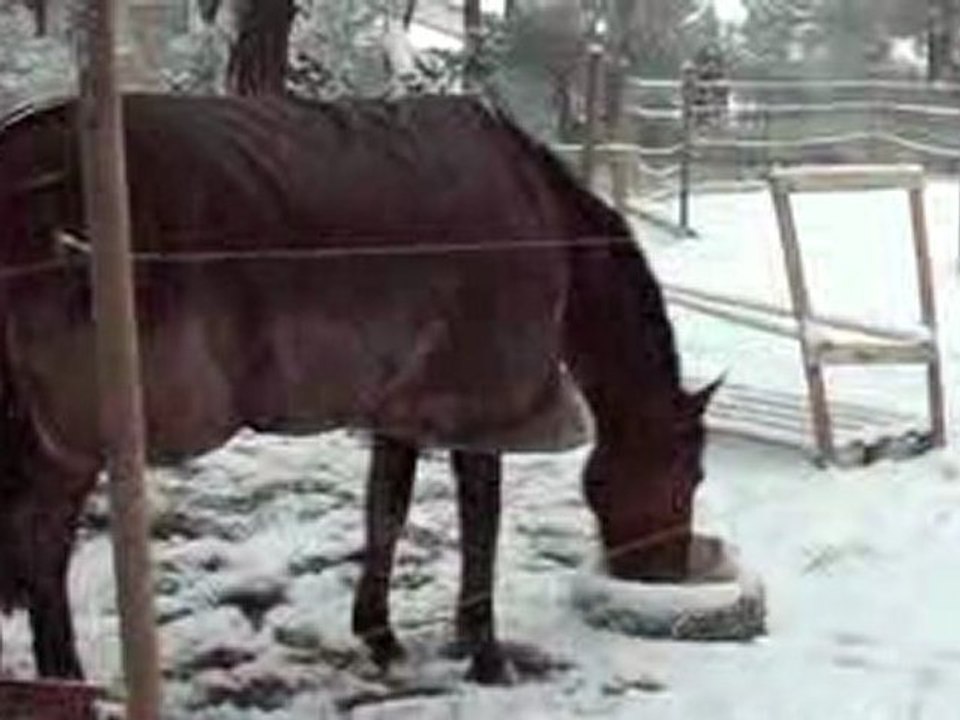 Sultane, ou la danse du flamand rose !