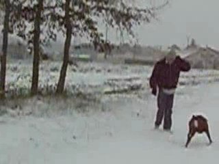 boxer et neige