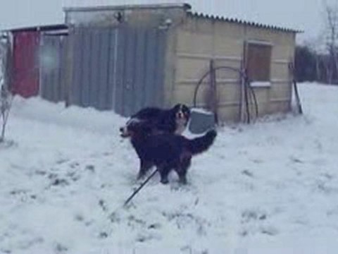 Neige 09 Janvier 2010