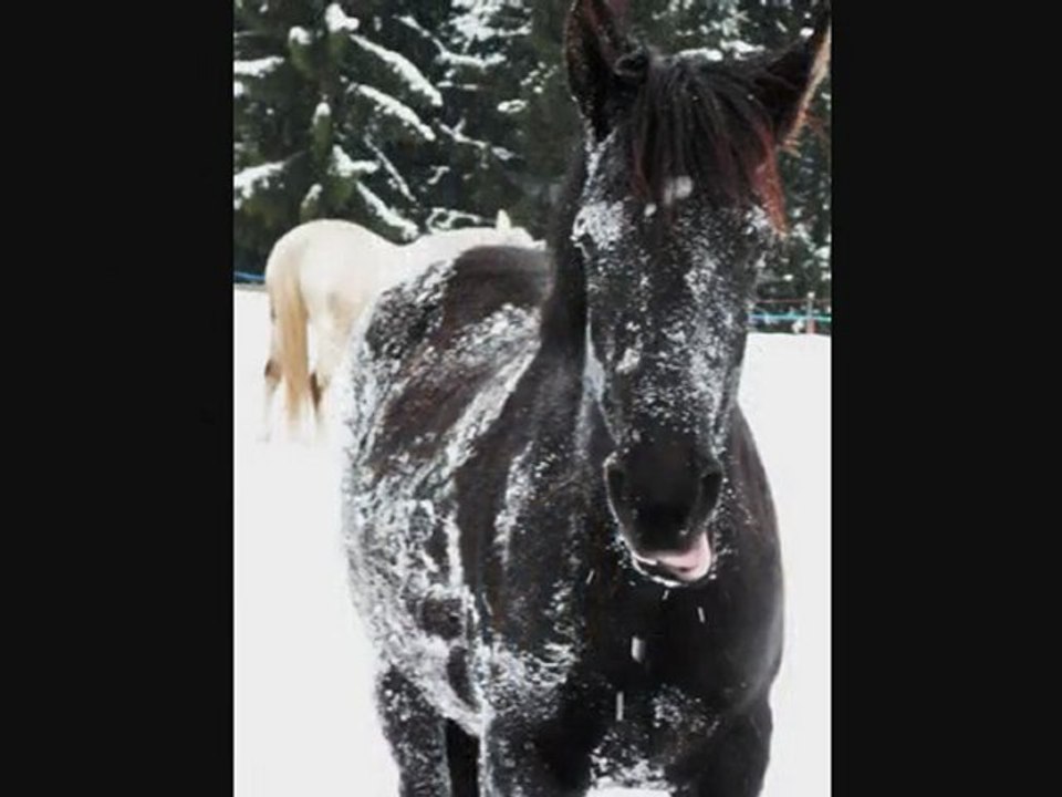 poones neige