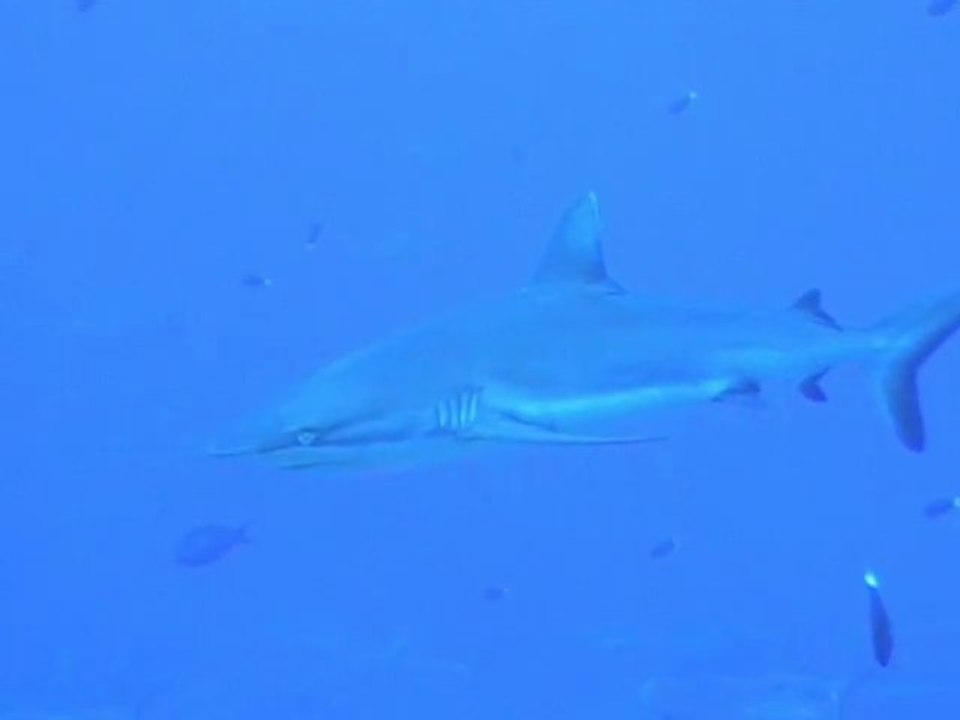 requins gris à Fakarava en Polynésie