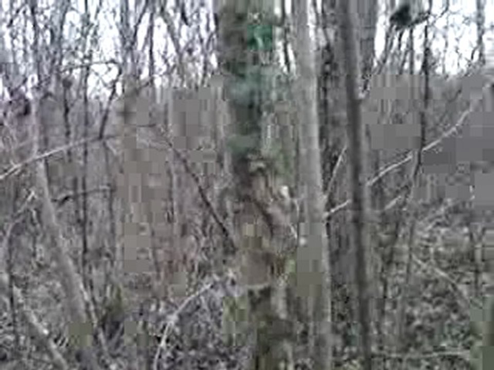 chasse à la bécasse avec pointer