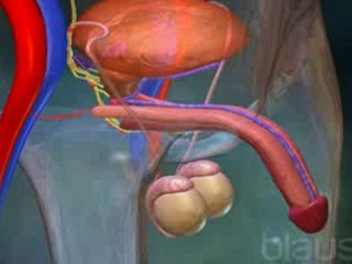 Implantes peneanos (v.o. ingles)