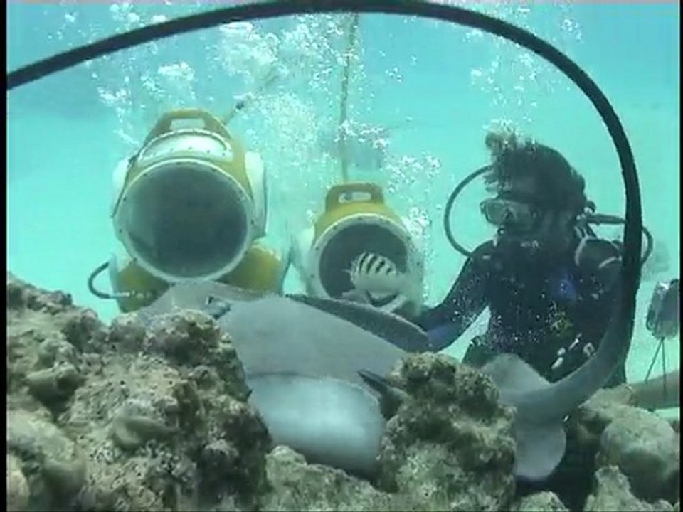 Aquablue - plongée avec les raies