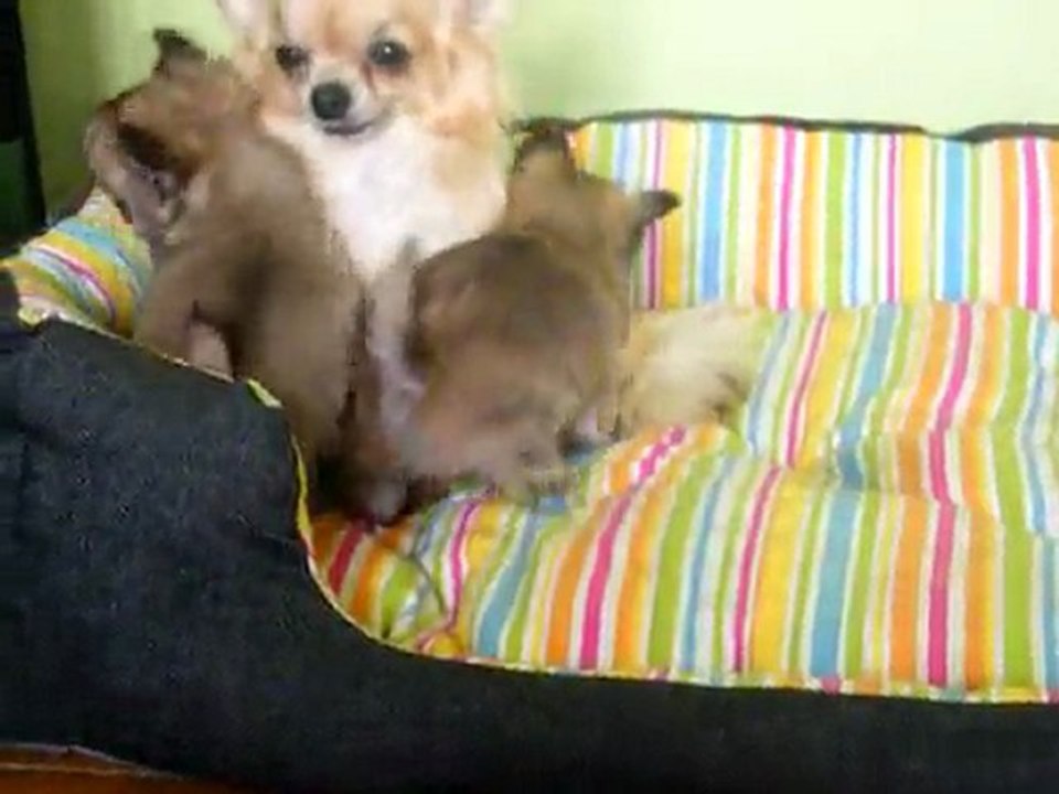 Bébés chihuahua
