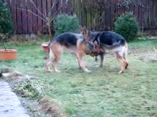 Herta met haar Broer Heros Vom Suzyhof