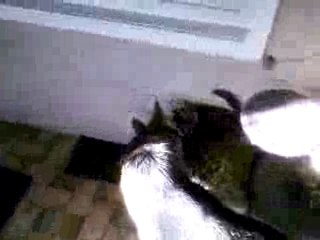 Herta Vom Suzyhof en Simba