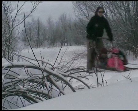 LES CHIENS DE TRAINEAUX