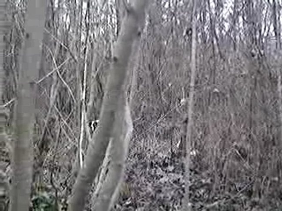 chasse à la bécasse avec pointer