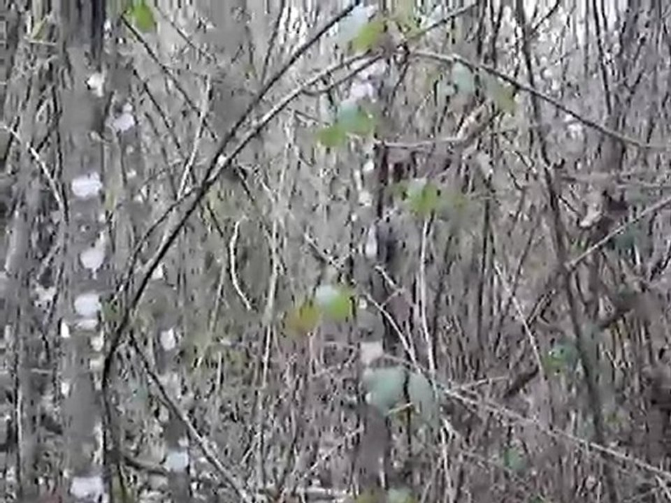 chasse à la bécasse avec pointer