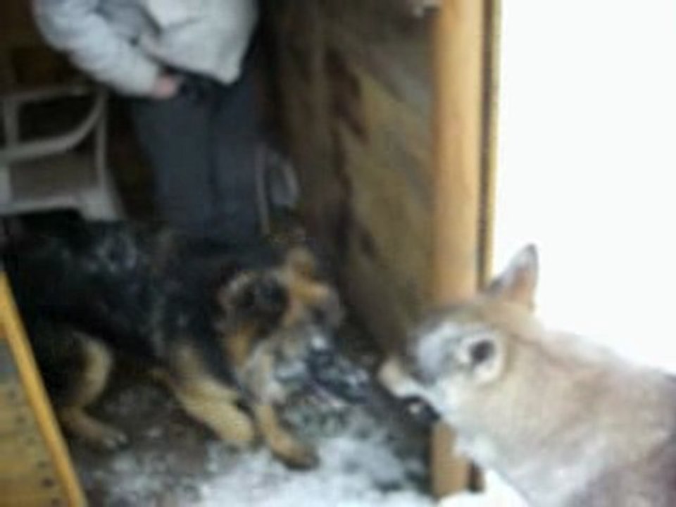 Loup Tchèque contre Berger Allemand A.G.E.C.