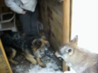 Loup Tchèque contre Berger Allemand A.G.E.C.