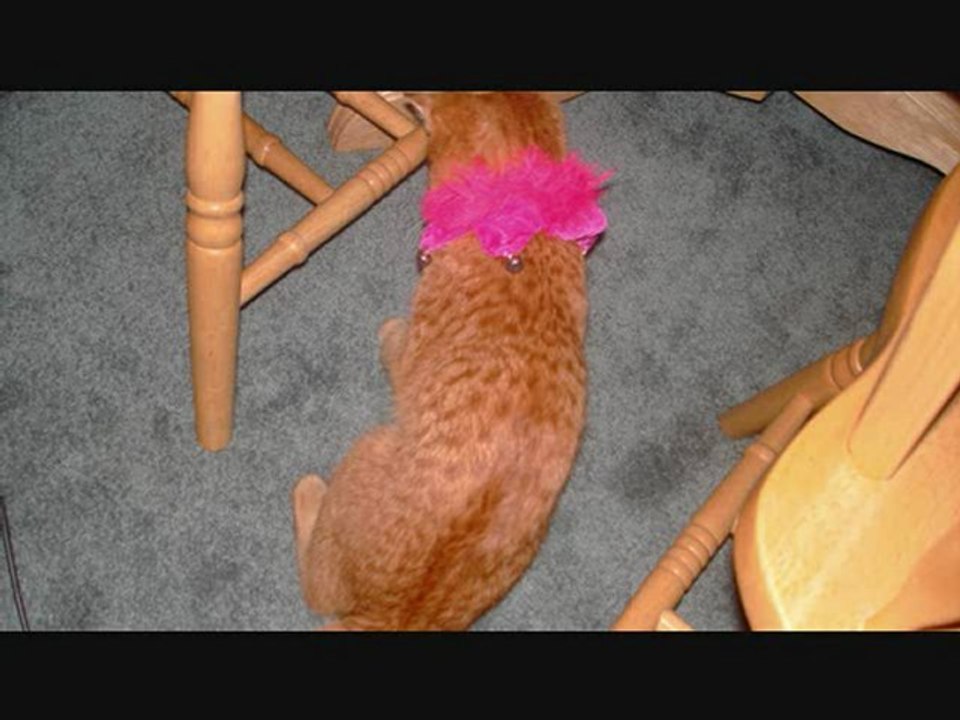 Kitty Song