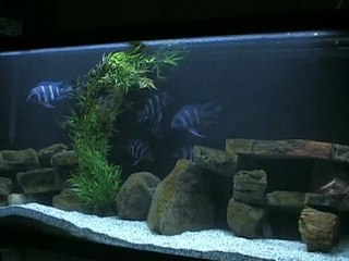 2010-01-09 - Frontosa - Repas