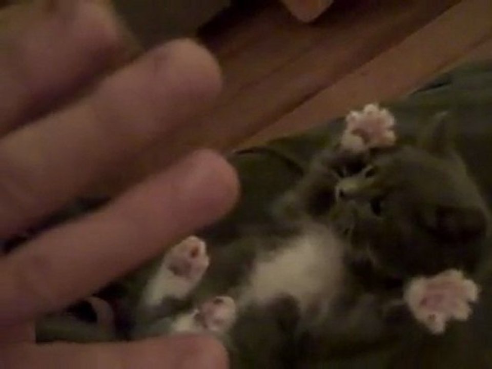 Un chaton chatouilleux