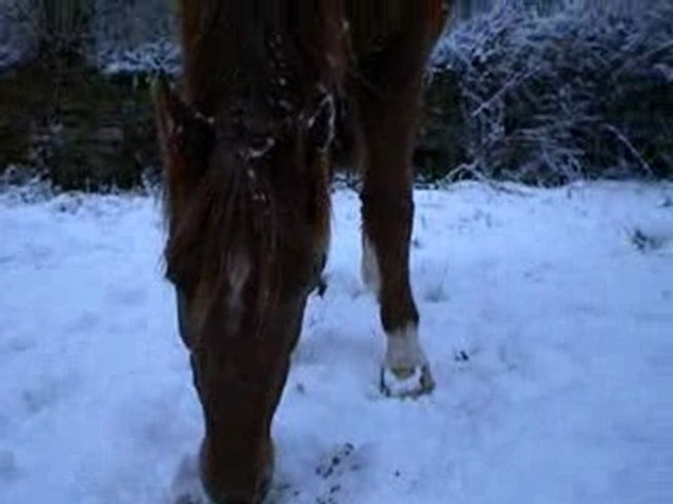 camel et les brebis sous la neige