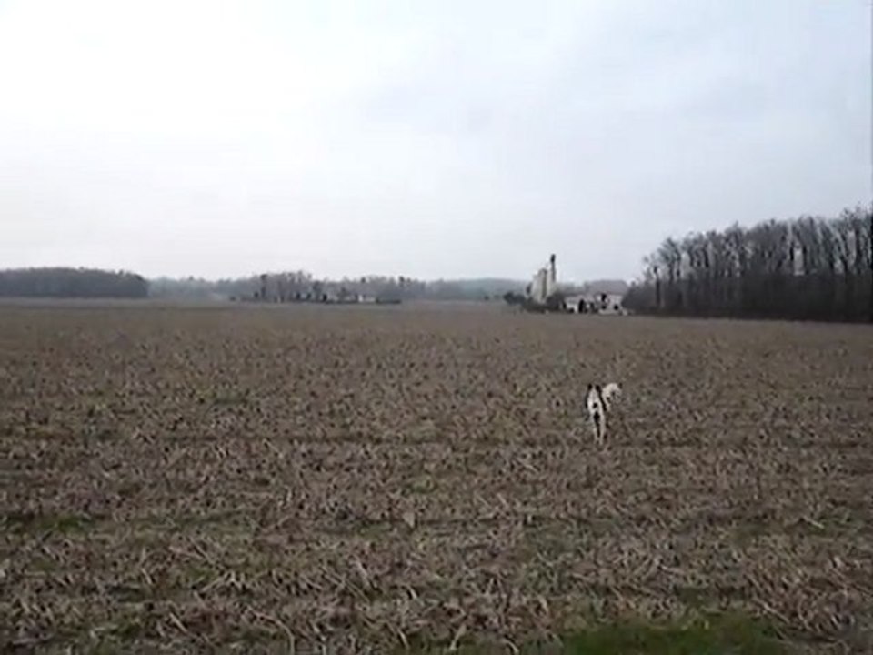 première sortie des chiots pointer 4 mois 1/2