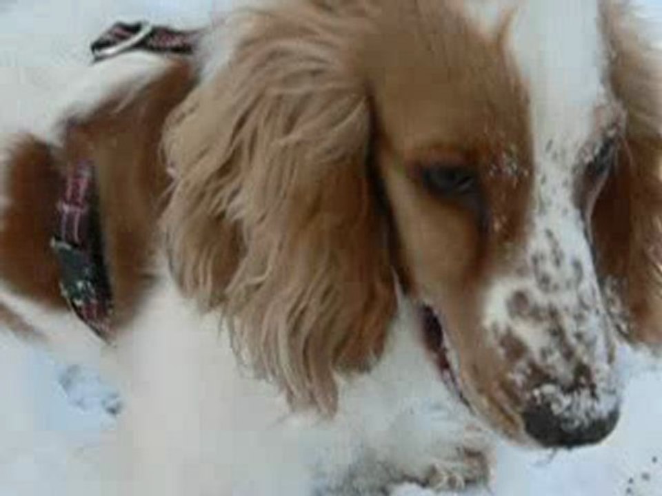 Lila dans la neige