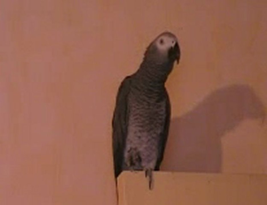 Gris du gabon Milléro