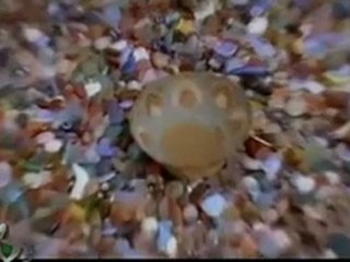 Viki Miljkovic   Mehmed Badan - Zasto (neden)