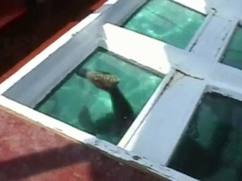 Sun is shining Negril Jamaica Marley Remix