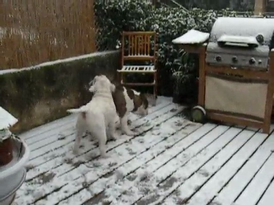 Aston et elliot sous la neige