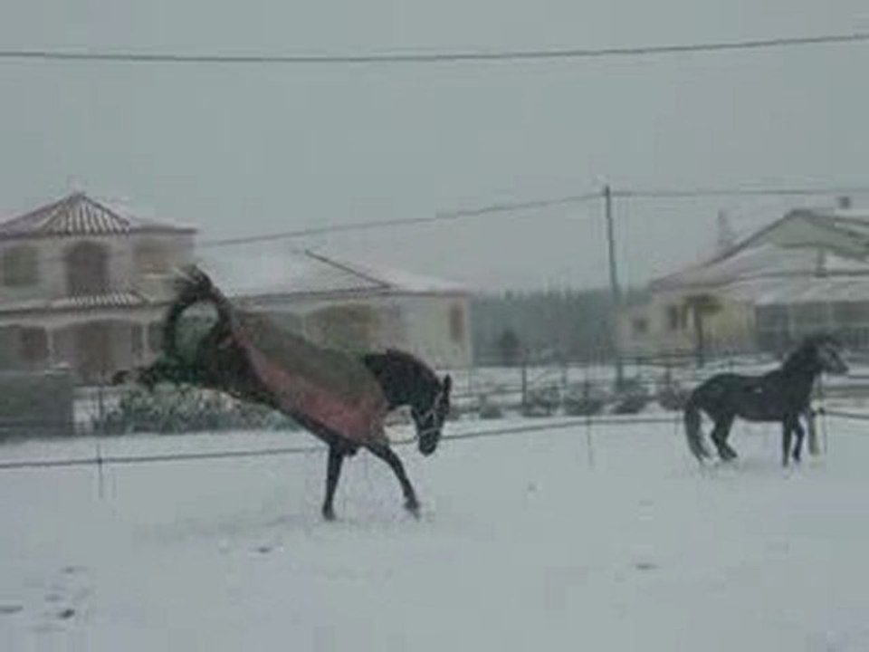 Roro en Rodéo dans la neige