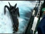 Anti-Whaling Vessel in Ship Collision with Japanese Boat