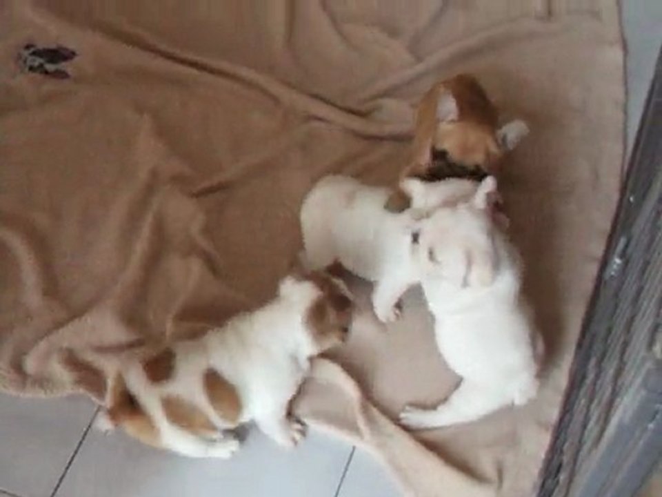 les bébés à 42 jours