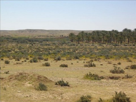 ouled djellal par mohamed