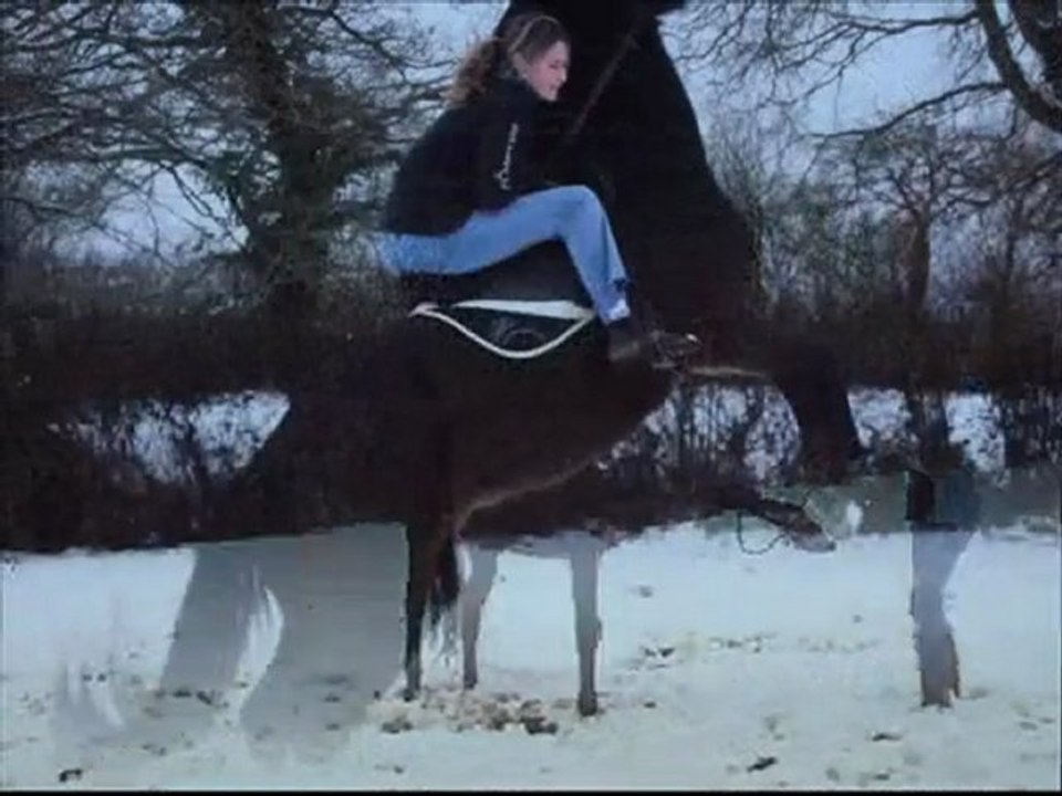 mes chevaux dans la neige