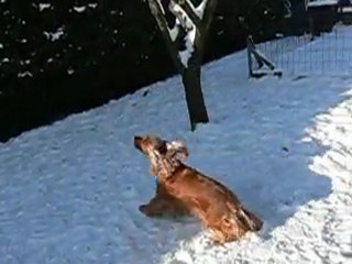 atthis , ressort sur pattes