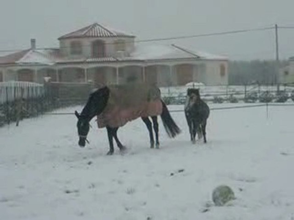 Roro en Rodéo dans la neige