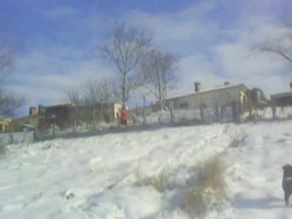 Rottweiller dans la neige