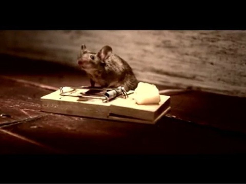 Souris aime le fromage