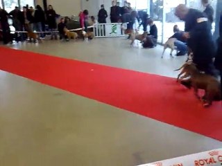 Enaya de la maison d'este