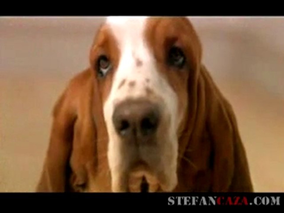 Pub Real Radio (Angleterre) : attention basset en transe